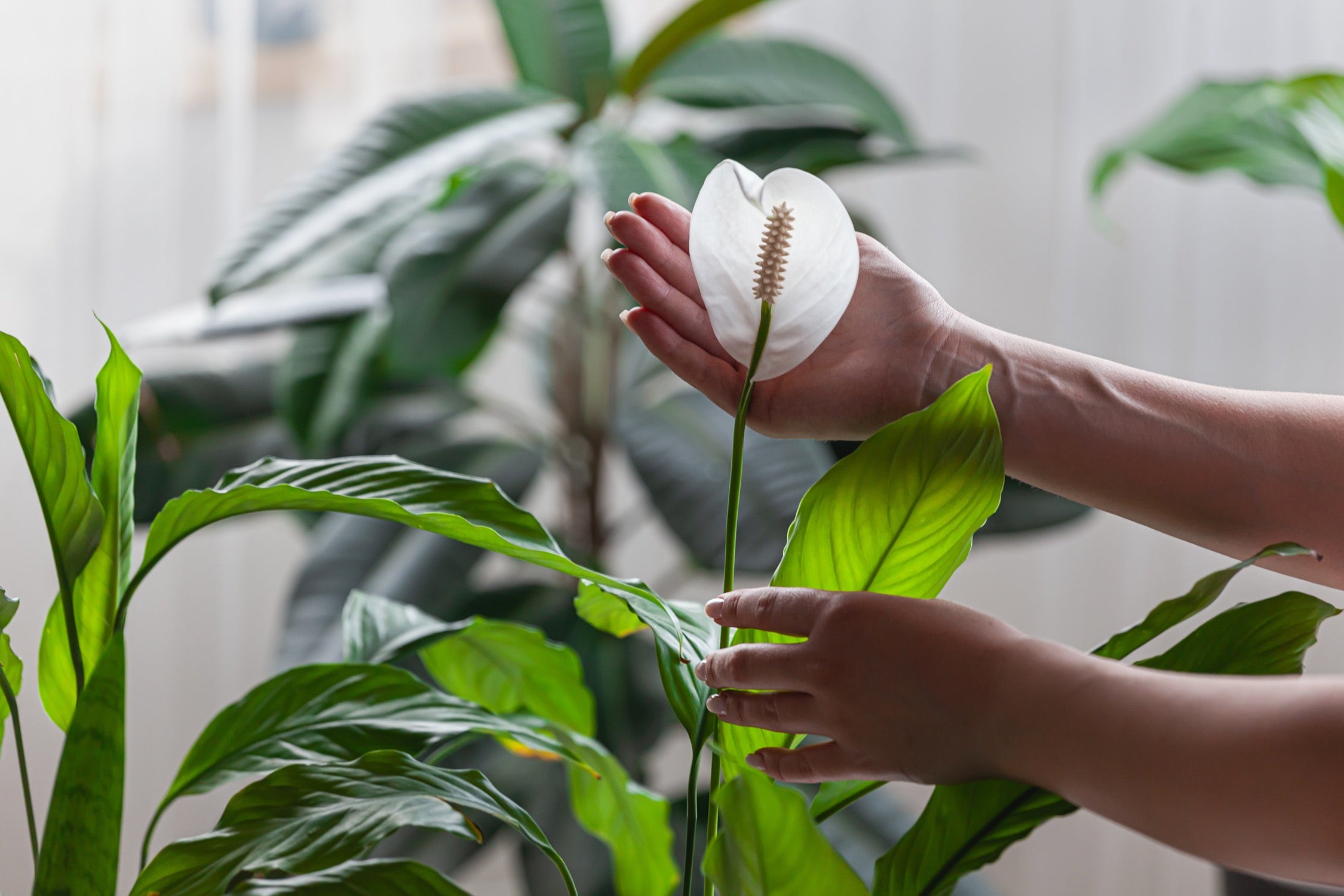 17+ Houseplant With White Flowers Spathiphyllum Houseplant Care: Essential Troubleshooting Tips and Popu