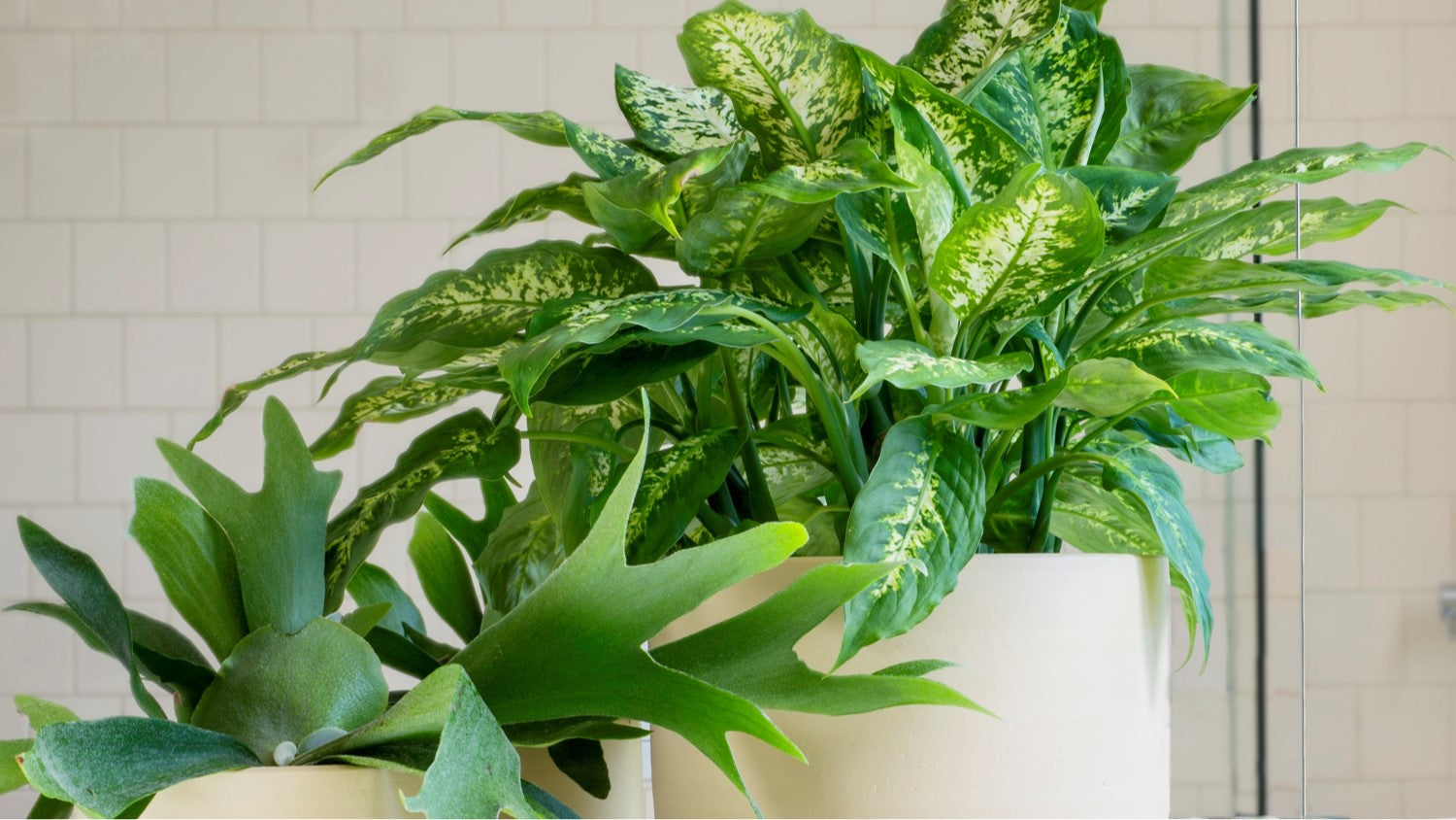 6 GOLDEN RULES TO PLANT PARENTHOOD Generosa 6-golden-rules-to-plant-parenthood-generosa