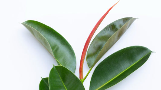 SPRING HOUSE PLANT CARE TIPS