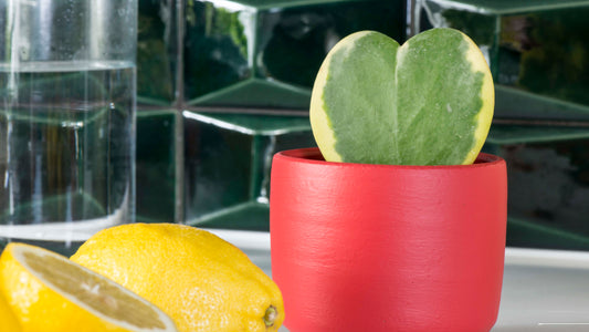 6 SHAPES OF HOUSE PLANTS
