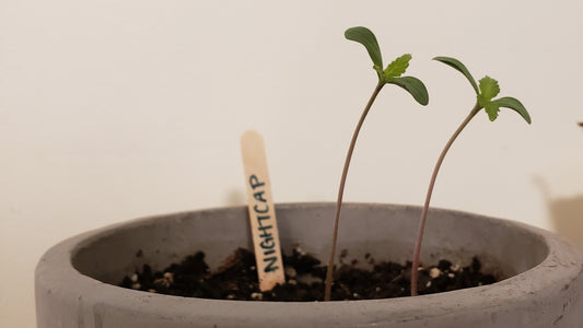 WHY IS MY HOUSE PLANT LEANING?