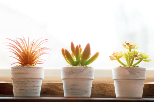 Houseplants of the Month August: Expert Guide to Cacti and Succulents for Care and Home Styling