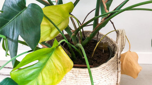 PLANTS WITH YELLOW LEAVES?