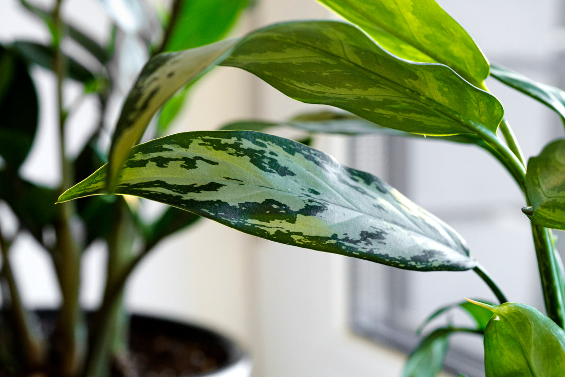 AGLAONEMA