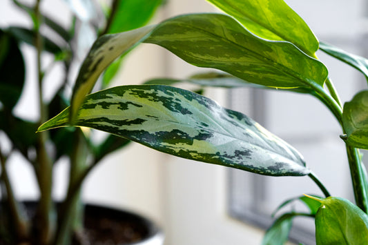 AGLAONEMA