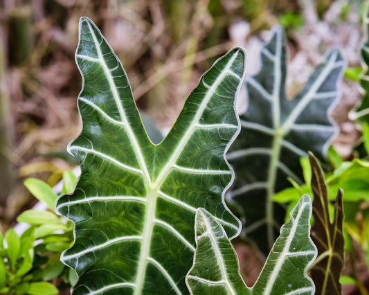 Man hands wiping dust from plant leaves, taking care of houseplant Alocasia using wet cotton pad