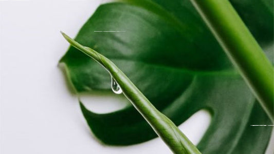 IS MY PLANT CRYING?