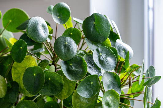 Pilea Sp. Houseplant Care: Essential Troubleshooting Tips and Trendy Varieties
