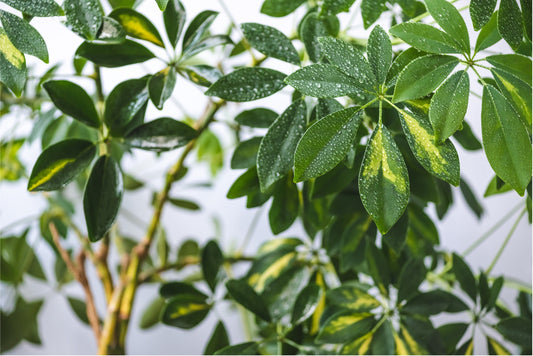 Schefflera Houseplant Care: Essential Troubleshooting Tips and Trendy Varieties