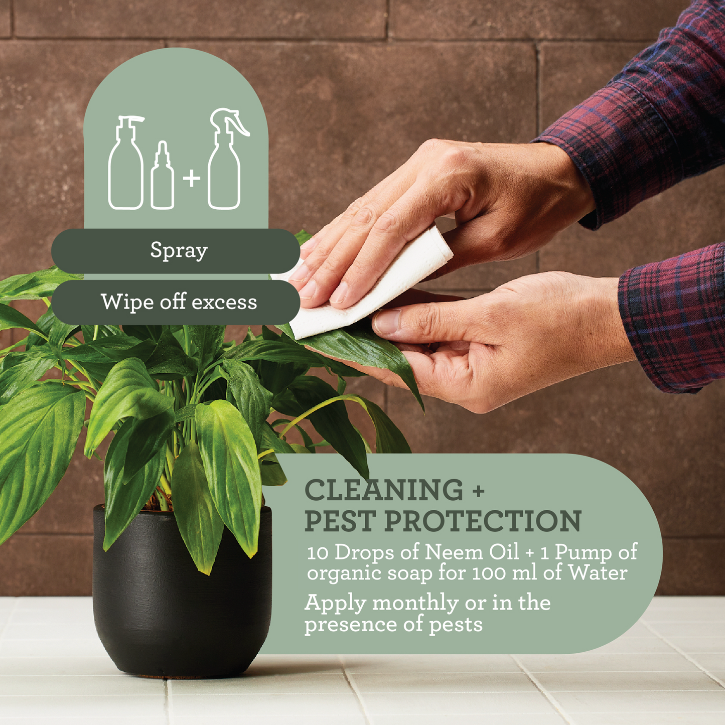 Generosa Natural Insecticide Neem Oil - Solution against aphids, thrips, and mealybugs | Neem oil pest control | Neem oil | Spider mite control | Thrips control houseplants | Natural and safe for plants | 50ml glass bottle with pipette