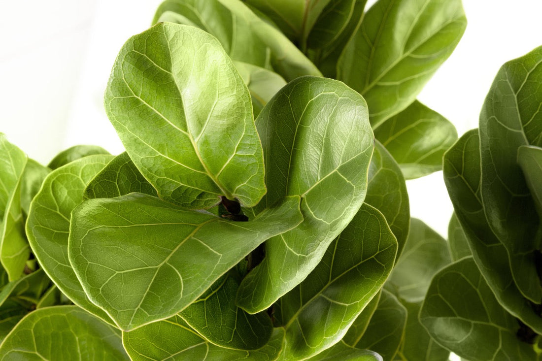 Ficus lyrata Houseplant Care: Essential Troubleshooting Tips