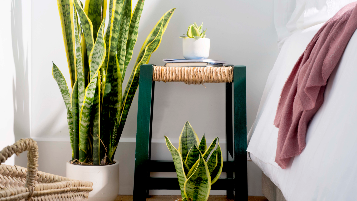 TO HAVE OR NOT TO HAVE PLANTS IN THE BEDROOM, THAT IS THE QUESTION