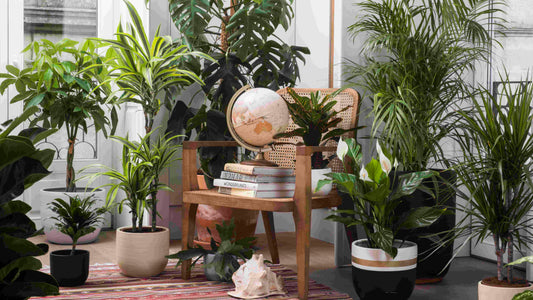 HOW HOUSE PLANTS ARE NAMED?