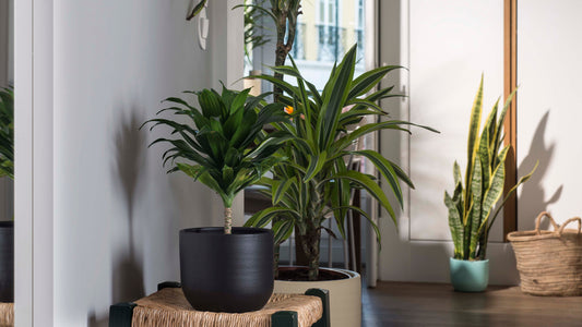 AUTUMN HOUSE PLANT CARE TIPS