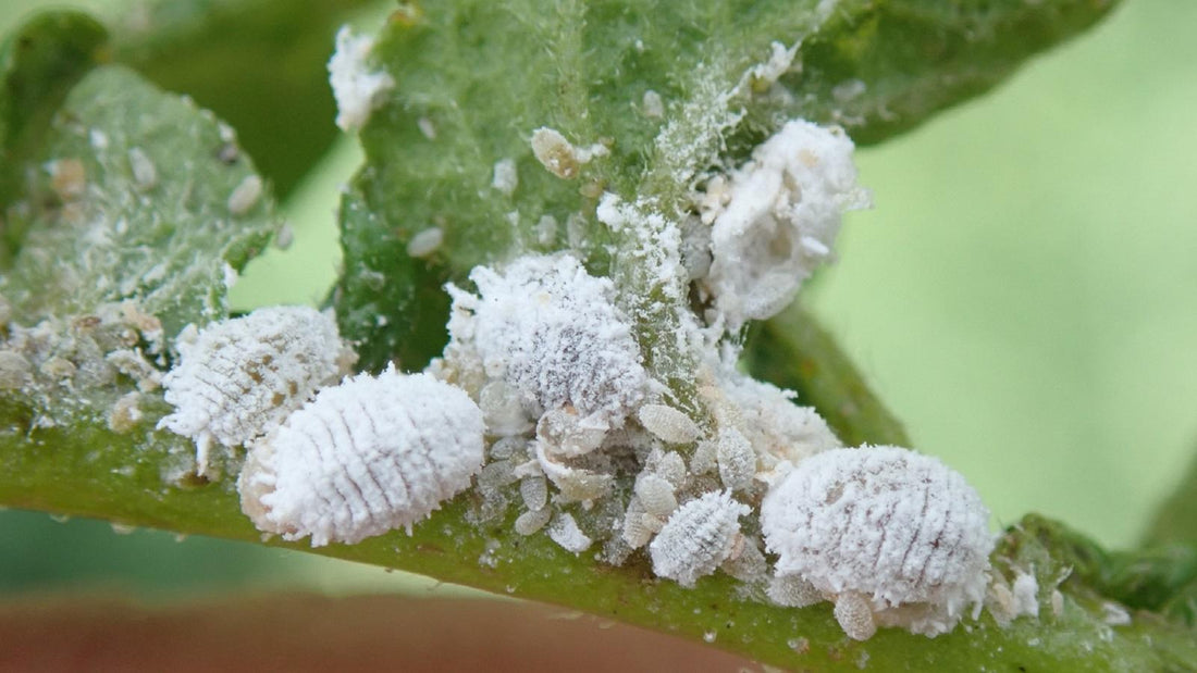 Mealybugs on house plants