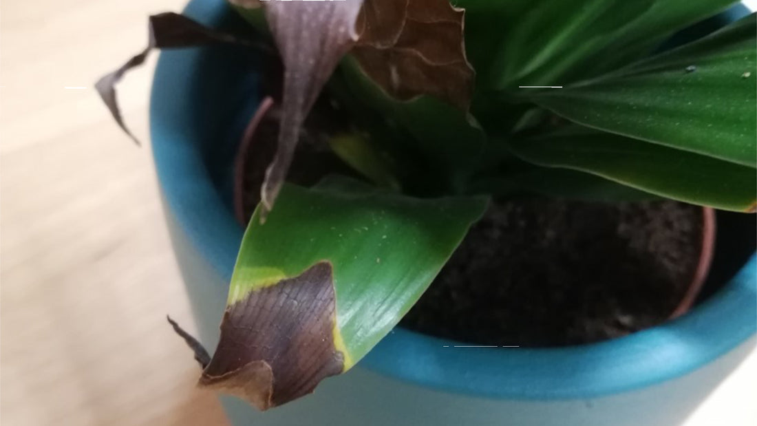 LEAVES WITH BROWN TIPS?
