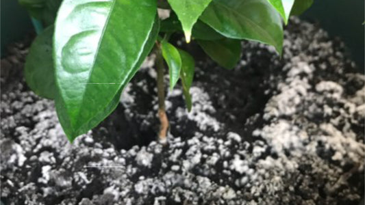 WHITE LAYER ON THE SOIL?