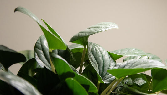 GRAY WINTER DAYS? ADD LIGHT TO YOUR PLANTS