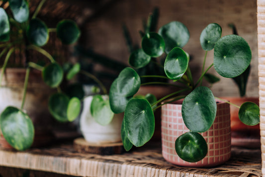 The Spy Who Came in from the Windowsill: Unraveling the Secret History of the Pilea Plant