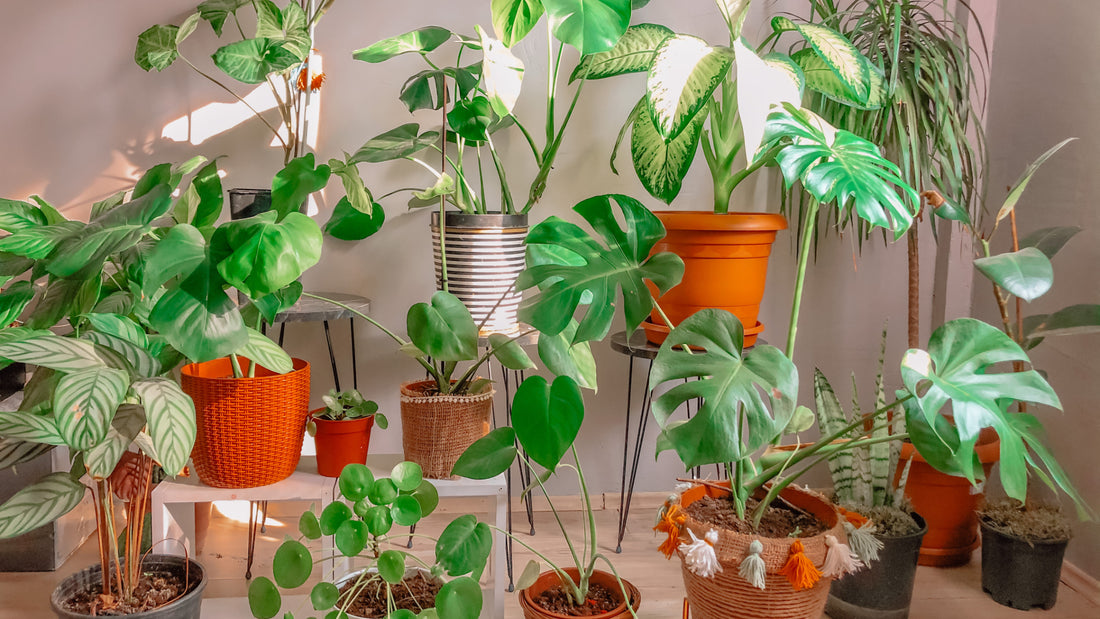 3 SUMMER HOUSE PLANT CARE TIPS