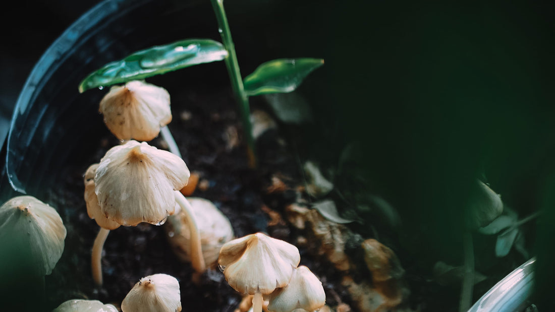 WHY ARE MUSHROOMS GROWING IN MY PLANTS' POTTING SOIL?