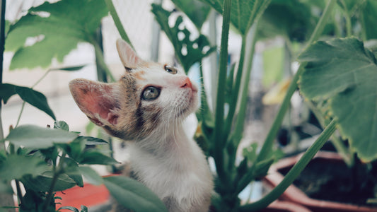 CAN I HAVE PLANTS AND PETS? TIPS FOR SUCCESS