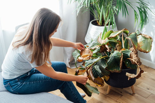 MANAGE PLANT WATERING LIKE A PRO