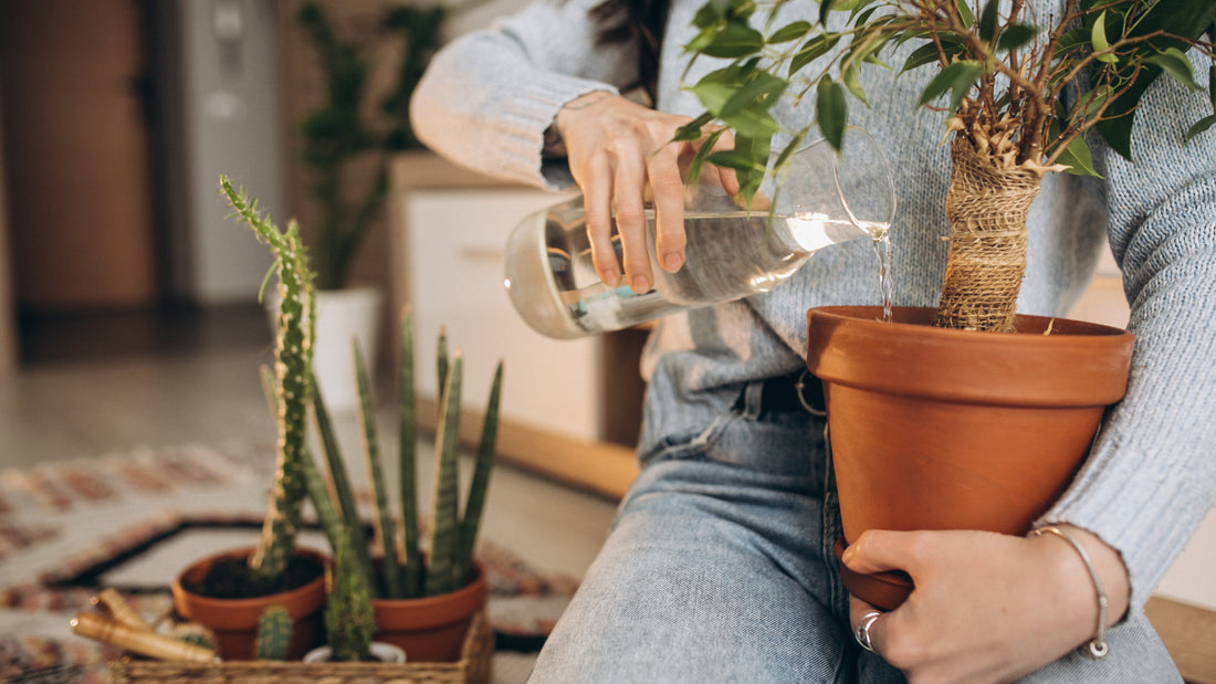 CAN I USE HYDROGEN PEROXIDE TO TREAT MY PLANTS?