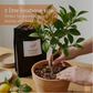 Generosa Citrus Mix - Premium peat-free mix for potted citrus trees | 2 litres