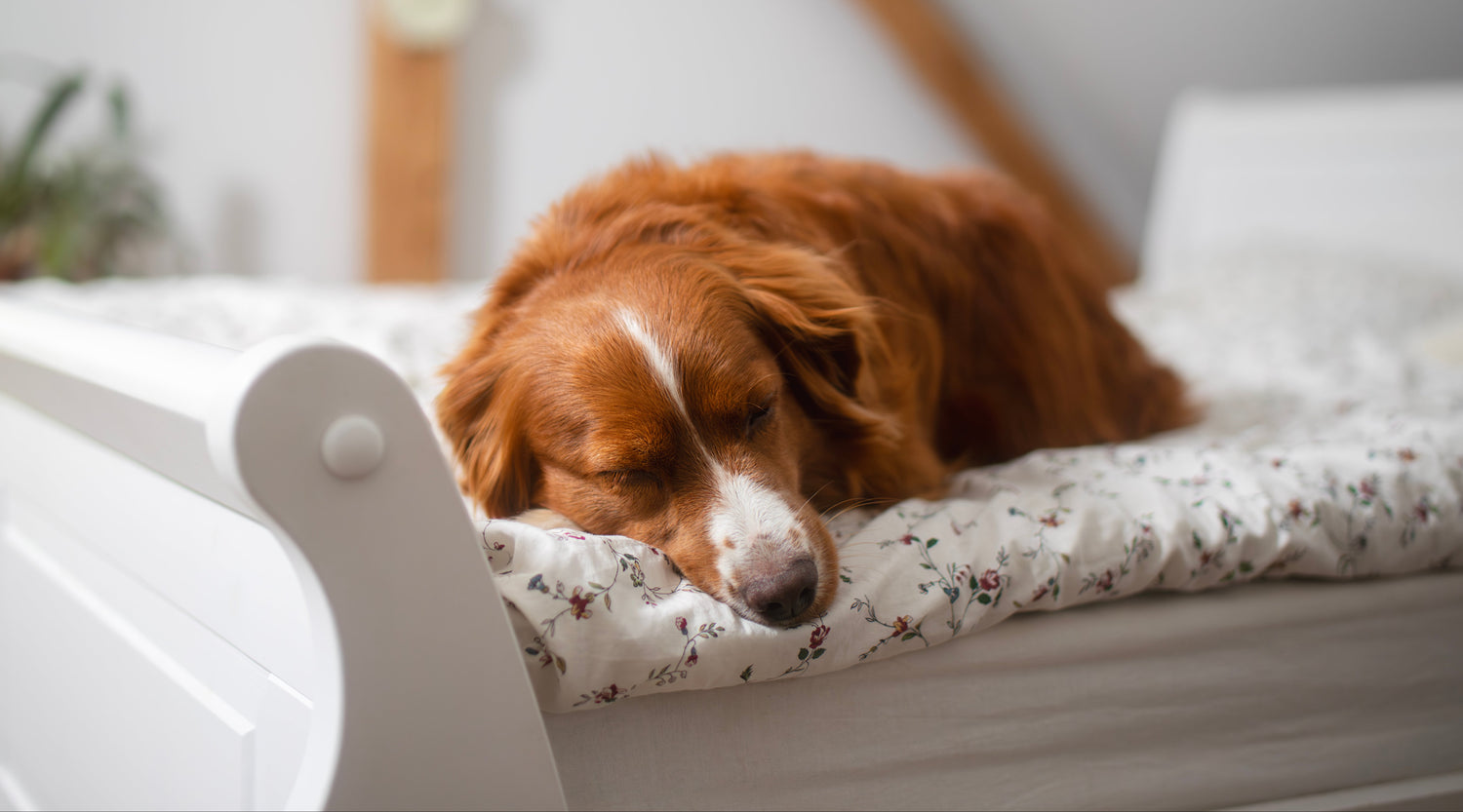 Dog sleeping on a bed with a floral-patterned blanket