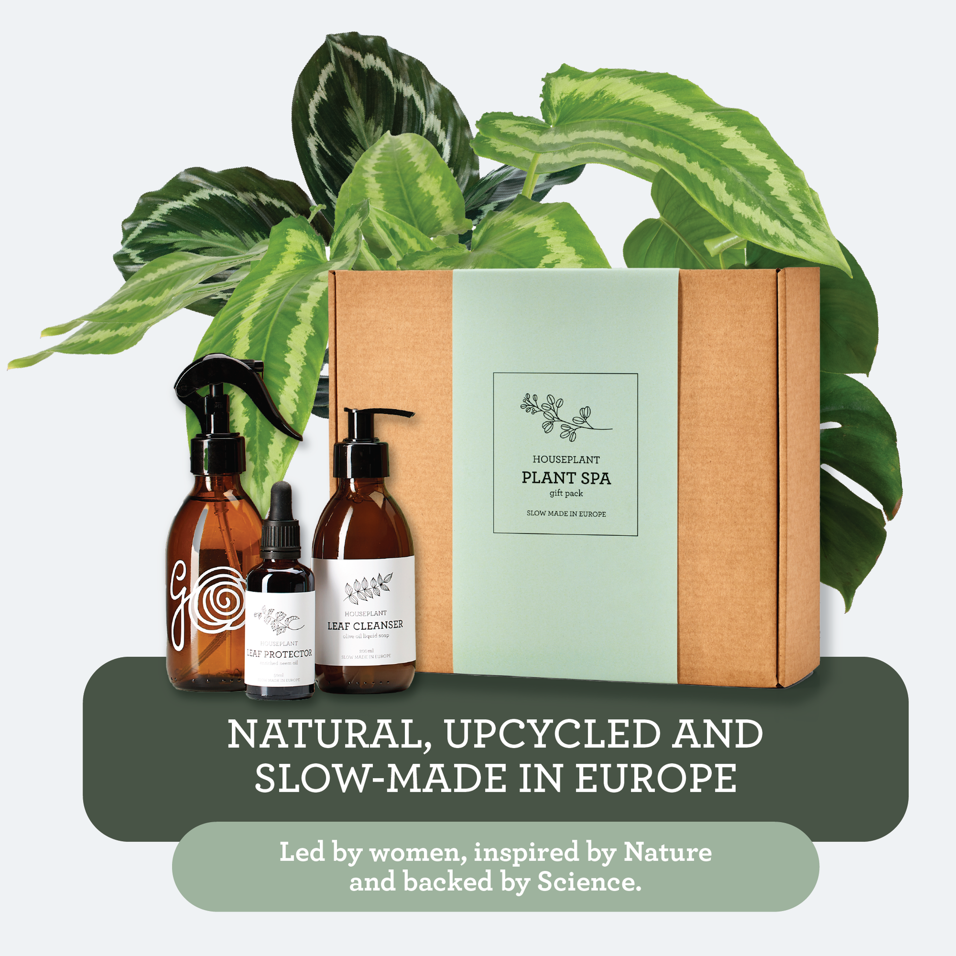 household cleaning products on the growth of house plants Generosa Plant Spa Gift Set - Plant Protection and Cleaning