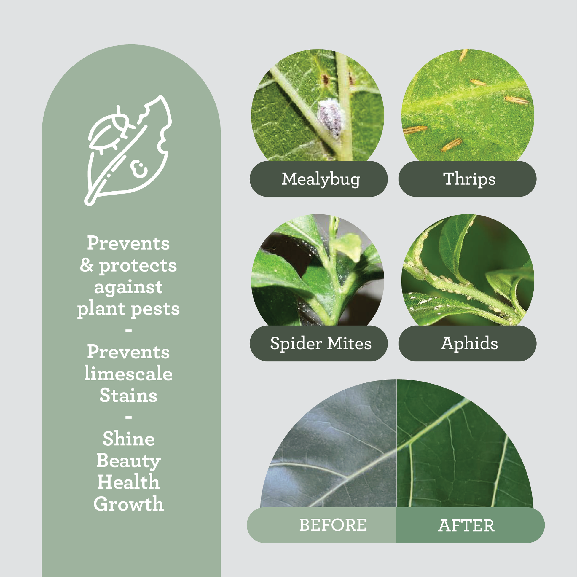 neem oil vs insecticidal soap for aphids Generosa Natural Insecticide Neem Oil