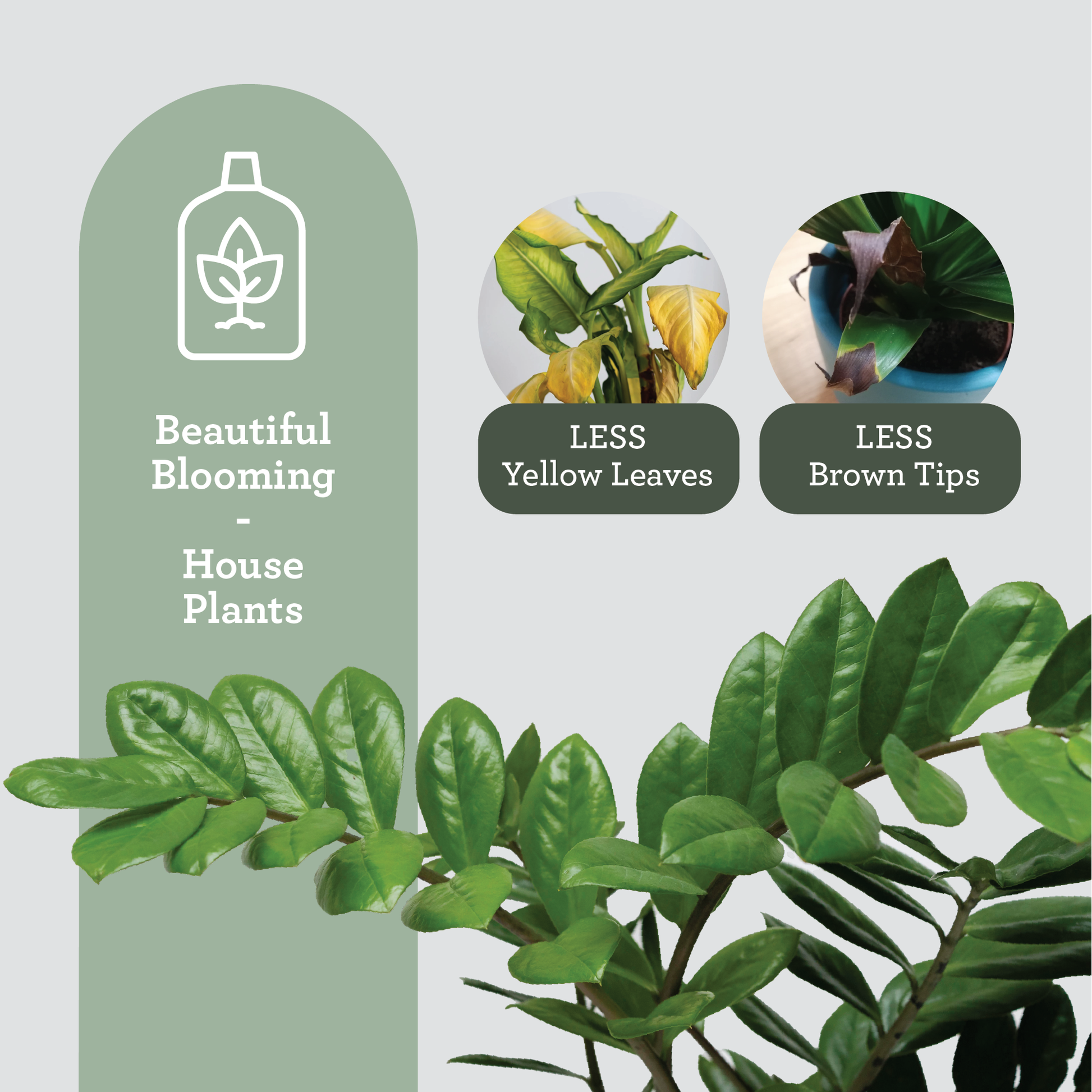 amazon house plant food Generosa Natural Liquid Fertiliser