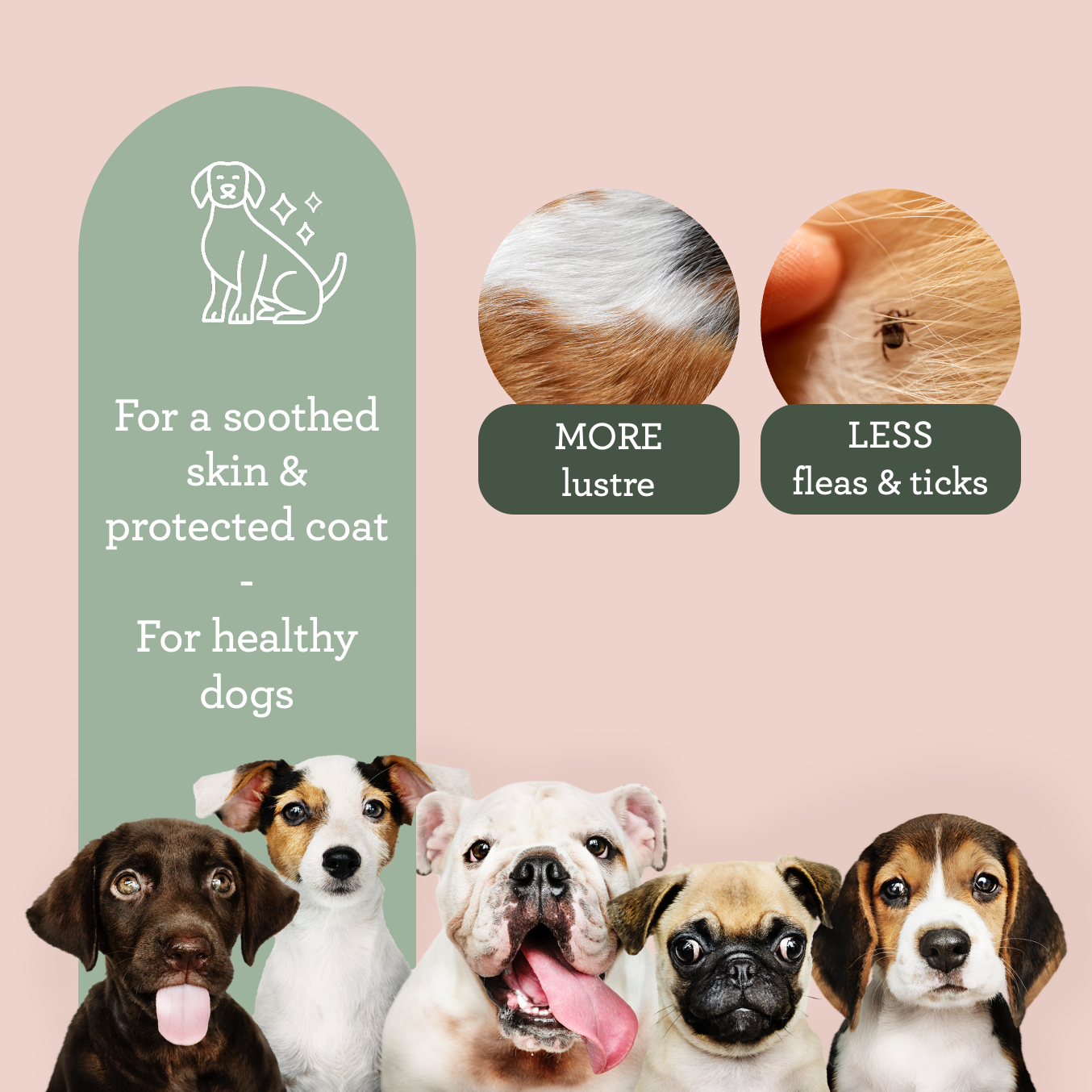Generosa Dog’s Skin Care – Olive & Neem Oil Blend 50 ml | Soothes the skin. Defends the coat